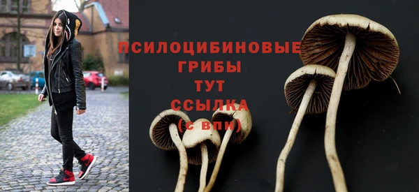 стаф Алзамай